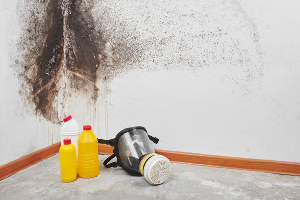 Best Local Mold Removal Service  in Van Meter, IA