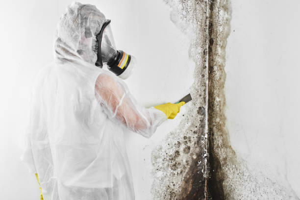 Best Mold Damage Repair  in Van Meter, IA