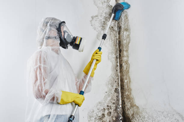 Best Residential Mold Removal  in Van Meter, IA