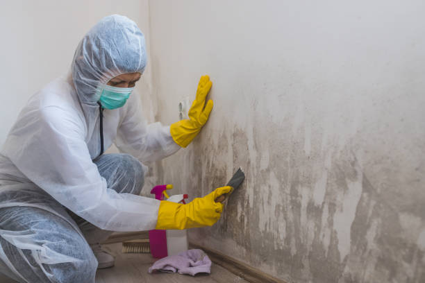 Best Commercial Mold Removal  in Van Meter, IA