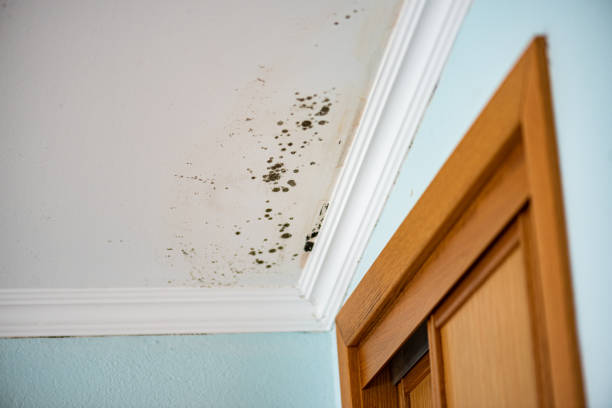 Best Mold Testing  in Van Meter, IA