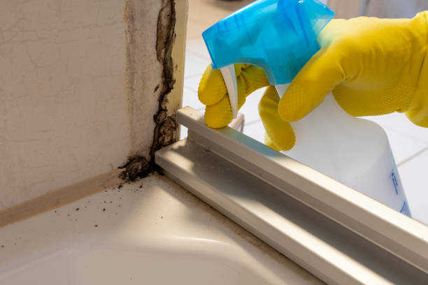 Best Mold Removal Process  in Van Meter, IA