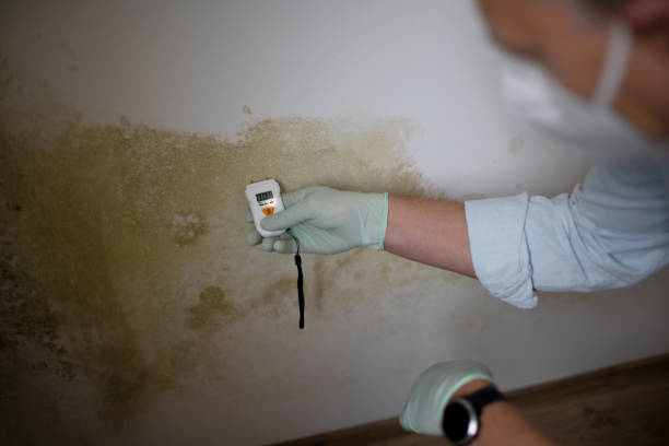 Best Home Mold Removal  in Van Meter, IA