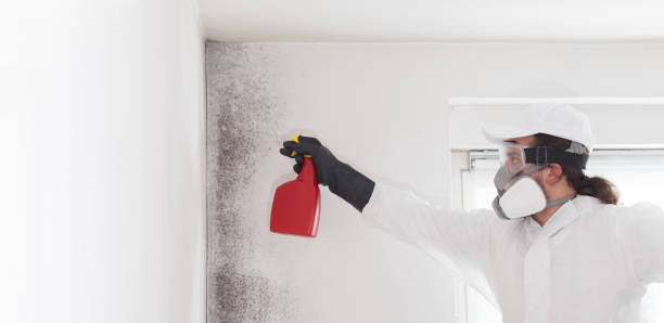 Best Emergency Mold Removal  in Van Meter, IA