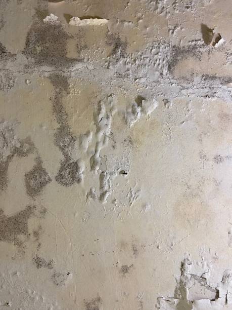 Best Certified Mold Removal  in Van Meter, IA