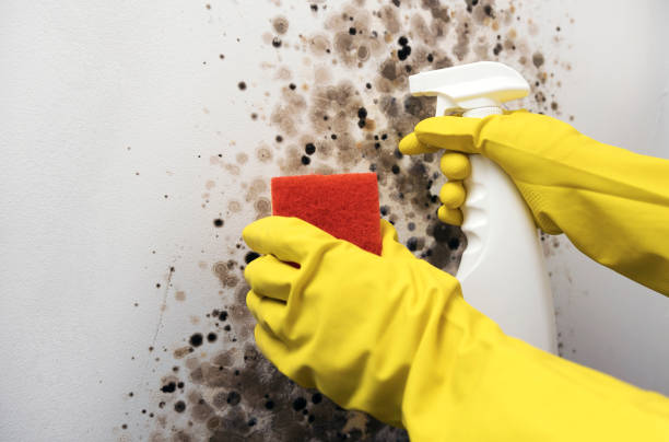 Mold Removal Process in Van Meter, IA