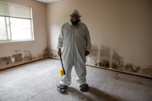 Best Affordable Mold Removal  in Van Meter, IA