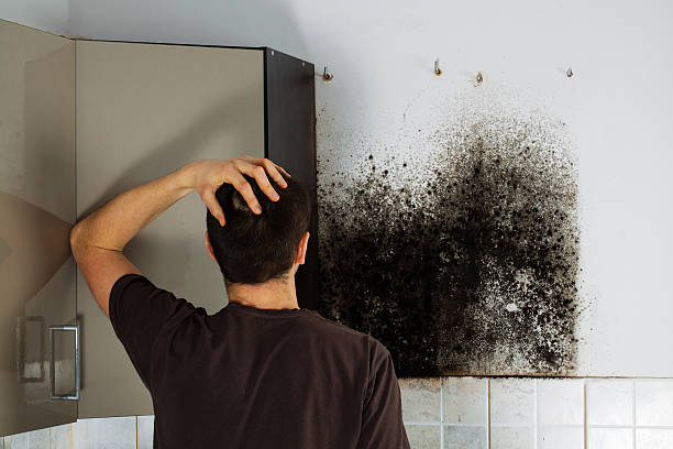 Mold Testing and Removal in Van Meter, IA