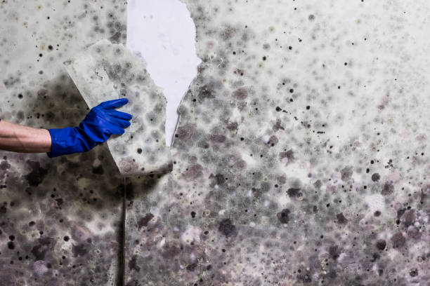 Best Toxic Mold Removal  in Van Meter, IA