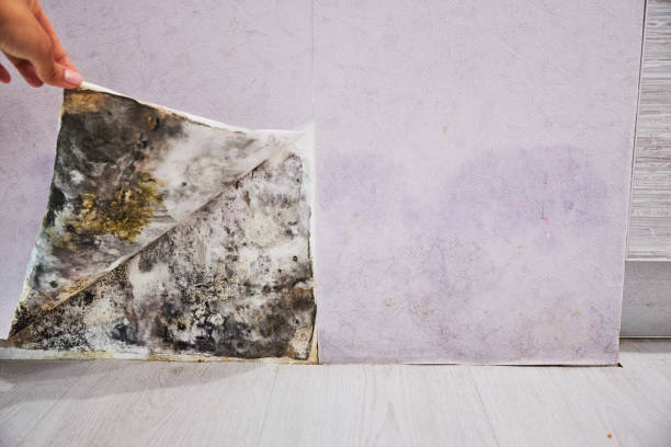 Trusted Van Meter, IA Mold Removal Experts
